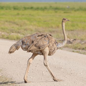 Ostrich, Struthio camelus, crossing dirt road in african national park.