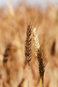   photographed close-up of yellowed ripe ears of cereal