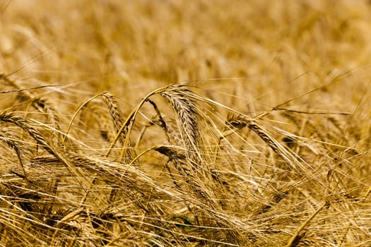  Agricultural field on which grow ripe cereals