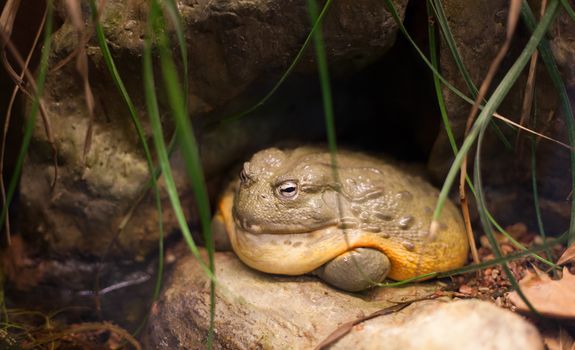 Frog tropical reptile amasonia jungles animal