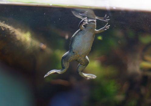 Frog tropical reptile amasonia jungles animal
