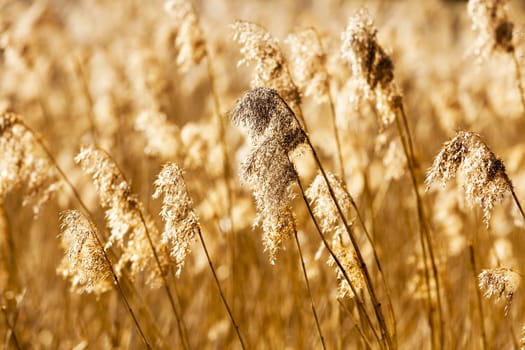  photographed close-up of dry yellow grass in autumn season. sunny day