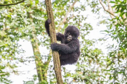 Baby Mountain gorilla in a tree in the Virunga National Park, Democratic Republic Of Congo.