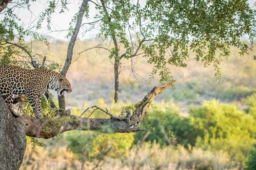 Leopard in a tree in the Kruger National Park, South Africa.