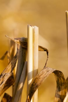  agricultural field, where on earth remained on the wheat straw after harvest