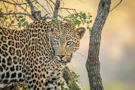 Leopard in a tree in the Kruger National Park, South Africa.