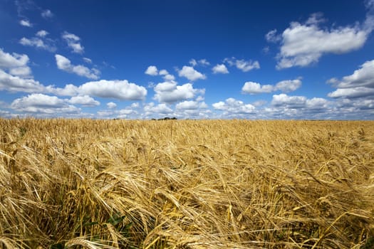   Agricultural field on which grow up ready to harvest ripe yellow cereals