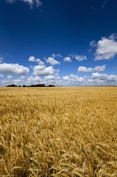  Agricultural field on which grow up ready to harvest ripe yellow cereals