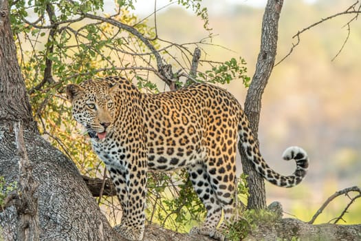 Leopard in a tree in the Kruger National Park, South Africa.