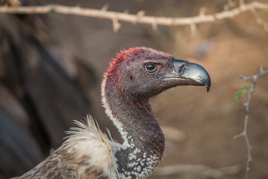 Bloody White-backed vulture in the Kruger National Park, South Africa.