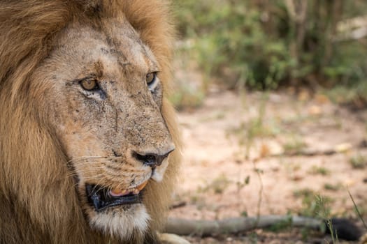 Starring Lion in the Kruger National Park, South Africa.