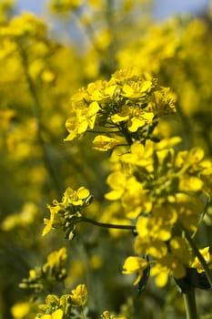   rape yellow flower photographed close up. spring