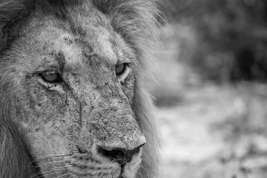 Starring Lion in black and white in the Kruger National Park, South Africa.