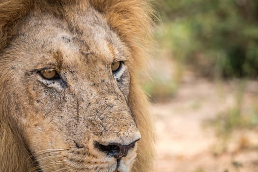 Starring Lion in the Kruger National Park, South Africa.