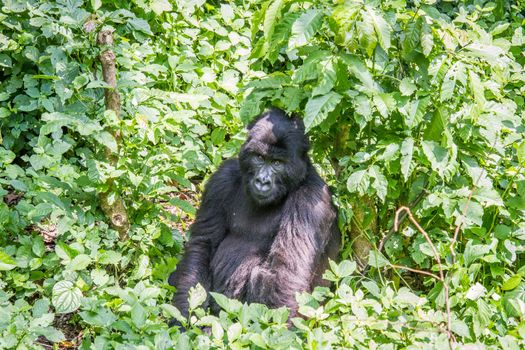 Silverback Mountain gorilla sitting in the Virunga National Park, Democratic Republic Of Congo.