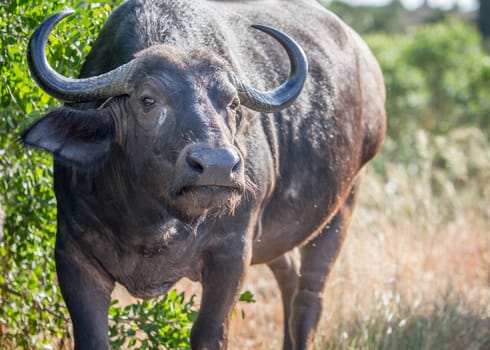 Starring African buffalo in the Kruger National Park, South Africa.