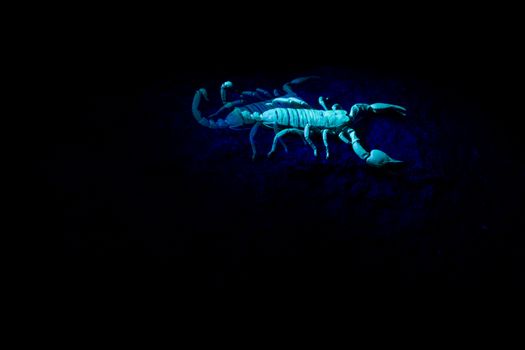 Scorpion in an UV light with his reflection, South Africa.