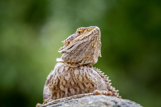 Bearded dragon on a rock, South Africa.