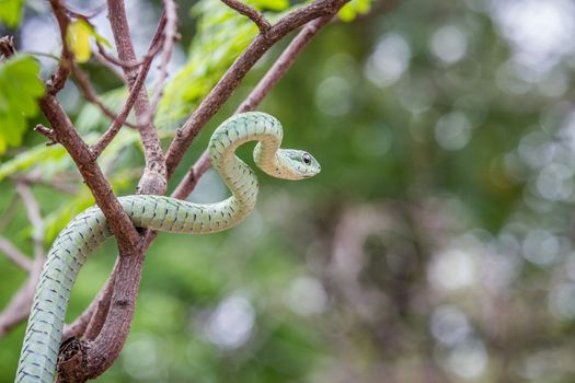 Green mamba in a tree, South Africa.