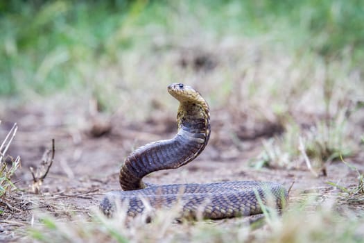 Snouted cobra on the ground, South Africa.