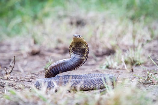 Snouted cobra on the ground, South Africa.