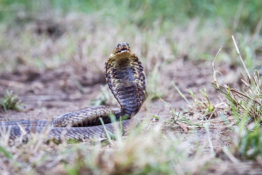 Snouted cobra on the ground, South Africa.