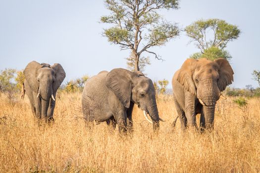 Walking Elephants in the Kruger National Park, South Africa.