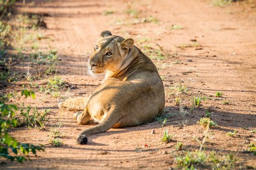 Lioness laying on the road in the Mkuze Game Reserve, South Africa.