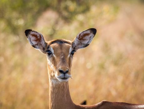 Starring female Impala in the Kruger National Park, South Africa.