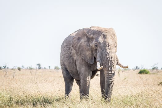 Elephant in the grass in the Kruger National Park, South Africa.