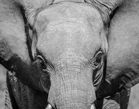 Young Elephant starring in black and white in the Kruger National Park, South Africa.