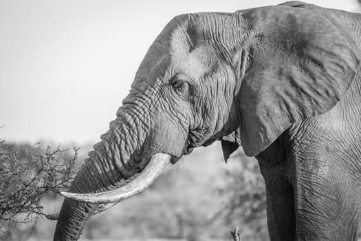 Side profile of an Elephant in black and white in the Kruger National Park, South Africa.