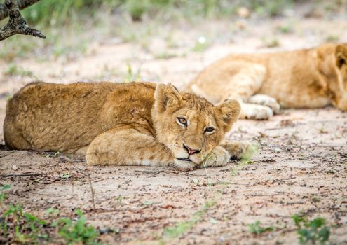 Laying Lion cub in the Kapama Game Reserve, South Africa.