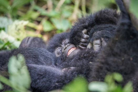 Baby Mountain gorilla in the Virunga National Park, Democratic Republic Of Congo.