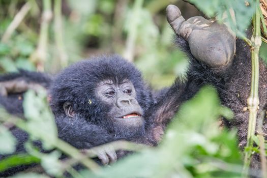 Baby Mountain gorilla in the Virunga National Park, Democratic Republic Of Congo.