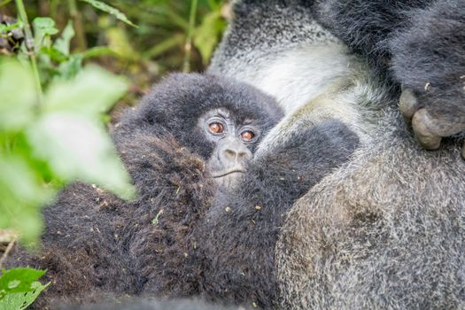 Baby Mountain gorilla in the Virunga National Park, Democratic Republic Of Congo.