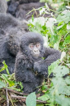 Baby Mountain gorilla in the Virunga National Park, Democratic Republic Of Congo.