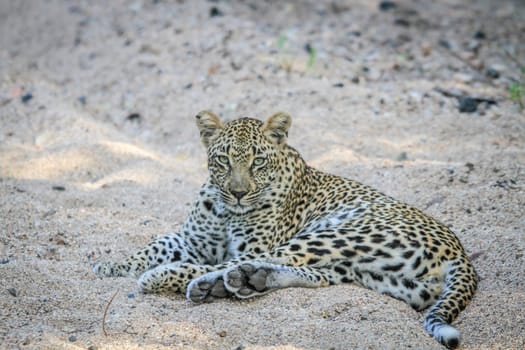 Leopard laying in the sand in the Sabi Sands, South Africa.