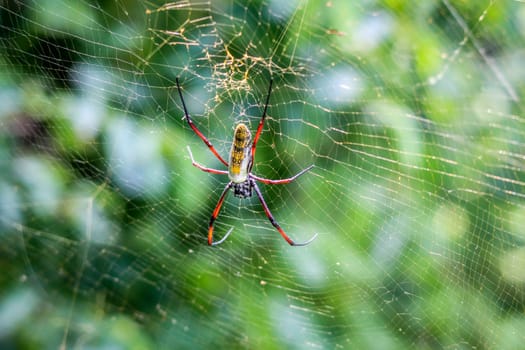 Female golden orb spider in a web in the Selati Game Reserve, South Africa.