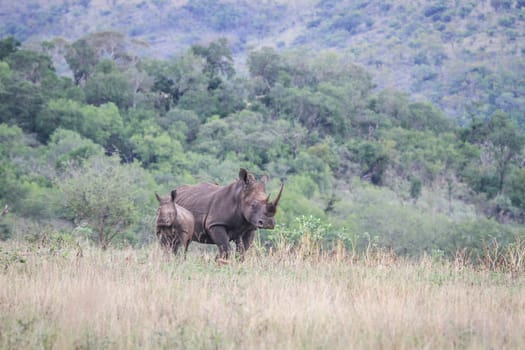 Starring mother White rhino and young, South Africa.