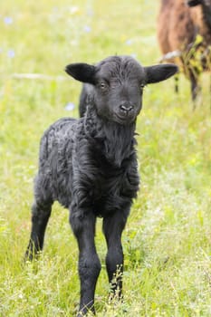 The photo depicts a lamb in a meadow