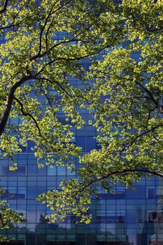 Spring blossoming trees on the background of office building