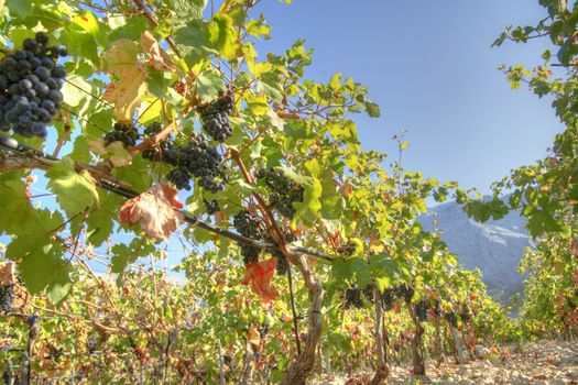 Representation of the little rows of grapes before harvesting