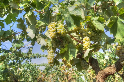 Representation of the little rows of grapes before harvesting