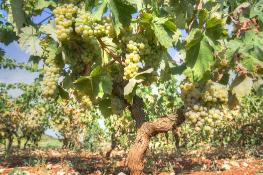 Representation of the little rows of grapes before harvesting