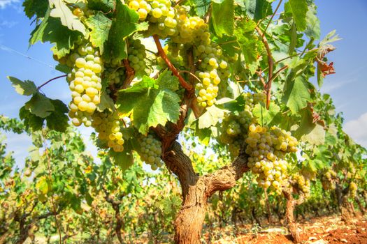 Representation of the little rows of grapes before harvesting