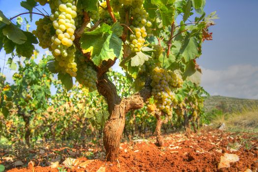 Representation of the little rows of grapes before harvesting