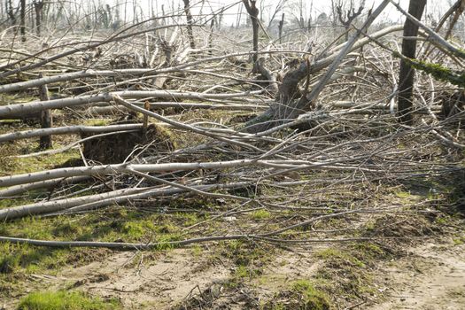 Devastation of tall trees following a whirlwind, Tuscany Italy