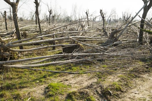 Devastation of tall trees following a whirlwind, Tuscany Italy