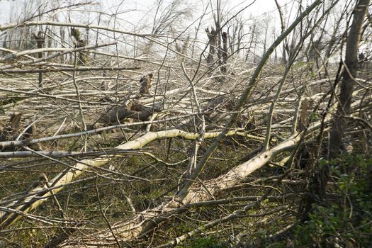 Devastation of tall trees following a whirlwind, Tuscany Italy